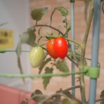 完熟プチトマトを１つ収穫！今週のプチトマトとキュウリ 永田農法