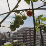 キュウリ1苗を植え替えた！今週のプチトマトとキュウリ 永田農法
