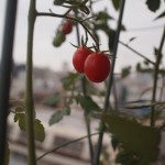 キュウリの植替え成功！無事に生育中！今週のプチトマトとキュウリ 永田農法