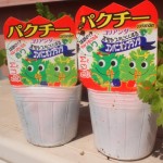 香菜（パクチー）を追加！トマトーン散布！今週のベランダ菜園【2017/5/6】